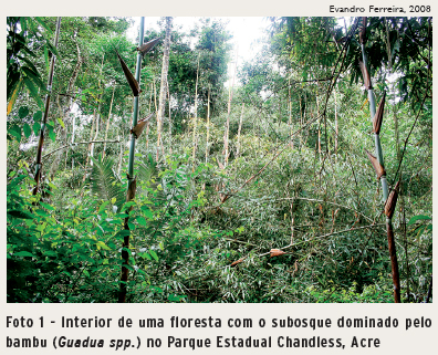 O bambu é um desafio para a conservação e o manejo de florestas no sudoeste  da Amazônia