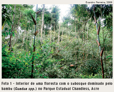 Desenho Vegetação 1, Observação Bambuzal Buda - Parque da R…