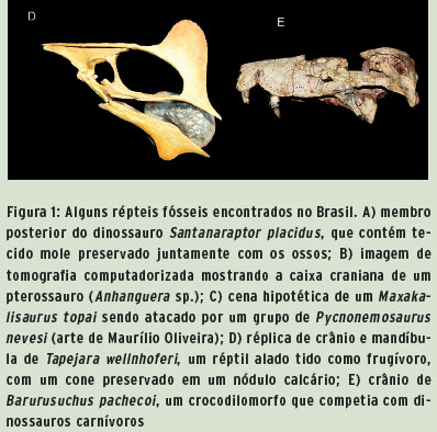 Novo pterossauro brasileiro chama a atenção por crista bizarra