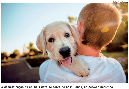 Gatos são apegados, sim! Estudo aponta que felinos entendem quando humanos  falam diretamente com eles, Ciência